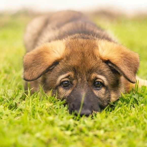 NEW Bark Box Mystery Toy Large Dog Bundle 2 Toys - Picture 3 of 3